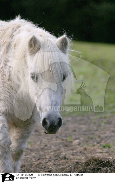 Shetland Pony / Shetland Pony / IP-00525