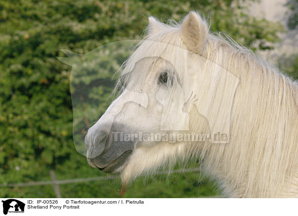 Shetland Pony Portrait / Shetland Pony Portrait / IP-00526