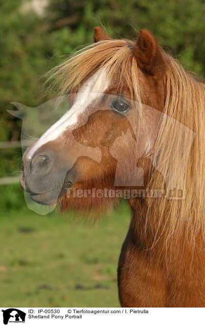 Shetland Pony Portrait / Shetland Pony Portrait / IP-00530