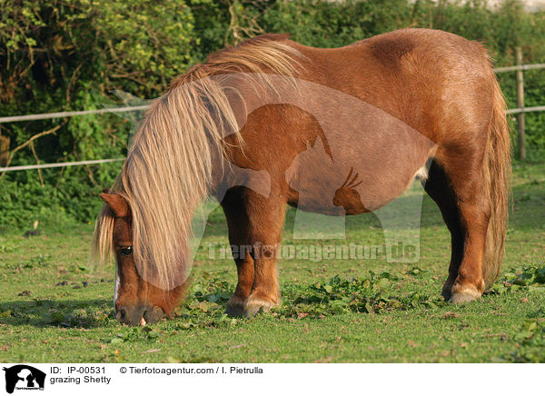 grasendes Shetland Pony / grazing Shetty / IP-00531