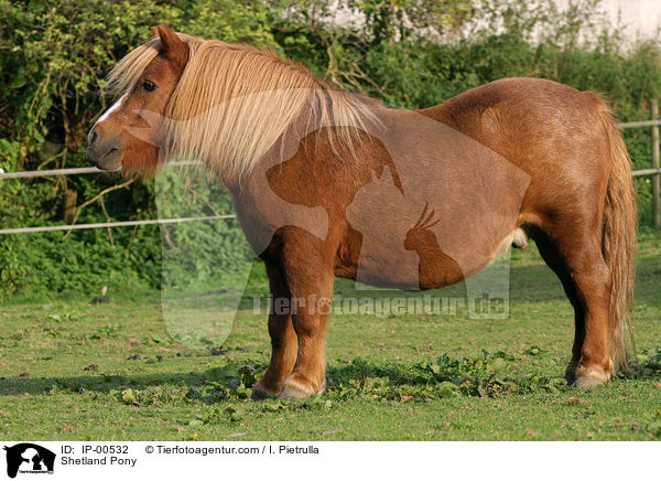 Shetland Pony / IP-00532