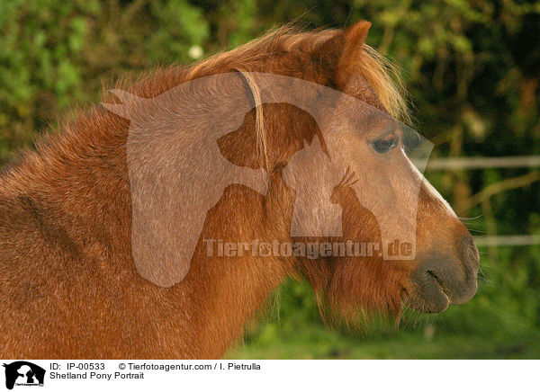 Shetland Pony Portrait / Shetland Pony Portrait / IP-00533