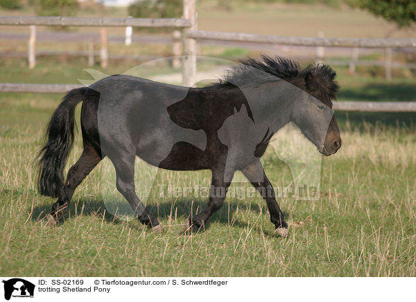 trotting Shetland Pony / SS-02169