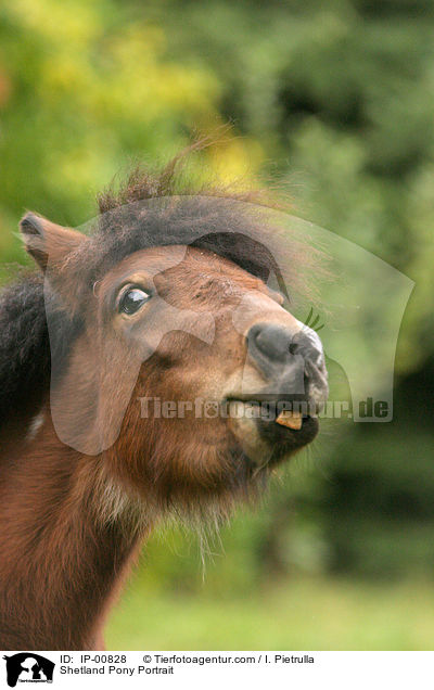 Shetlandpony Portrait / Shetland Pony Portrait / IP-00828