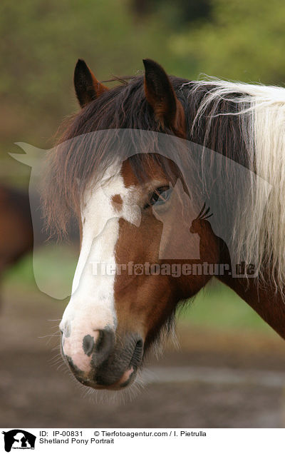 Shetlandpony Portrait / Shetland Pony Portrait / IP-00831