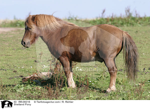 Shetland Pony / Shetland Pony / RR-06016