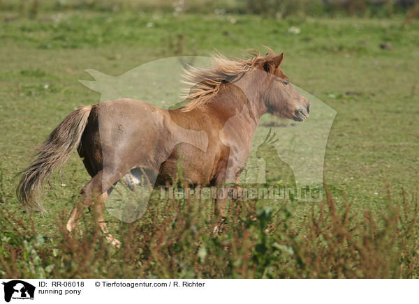 Shetland Pony im Galopp / running pony / RR-06018