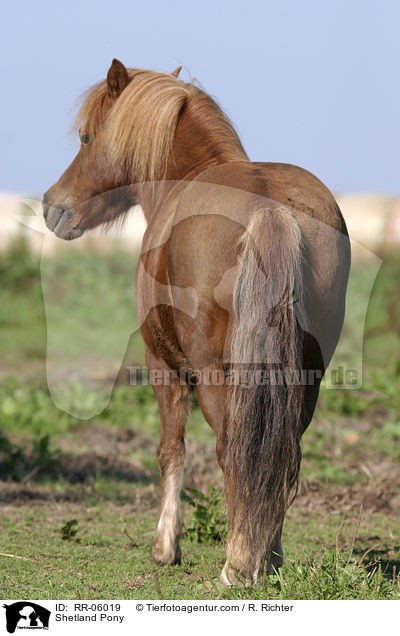 Shetland Pony / RR-06019
