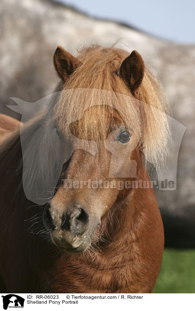 Shetland Pony Portrait / RR-06023