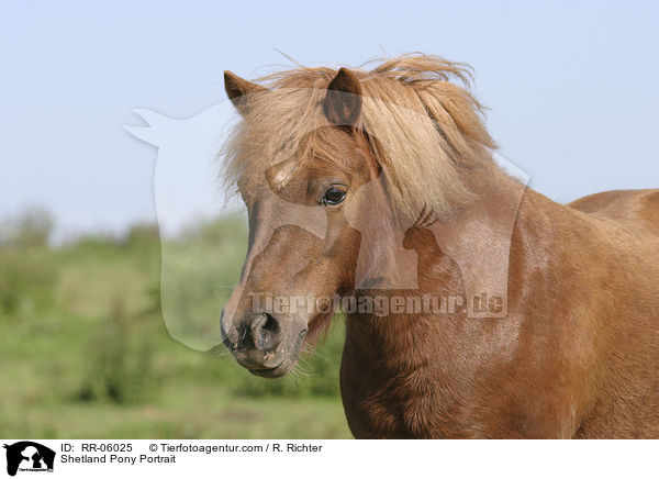 Shetland Pony Portrait / Shetland Pony Portrait / RR-06025