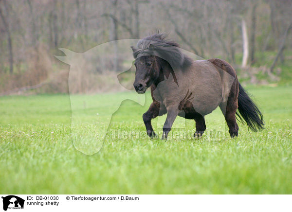 rennendes Shetland Pony / running shetty / DB-01030