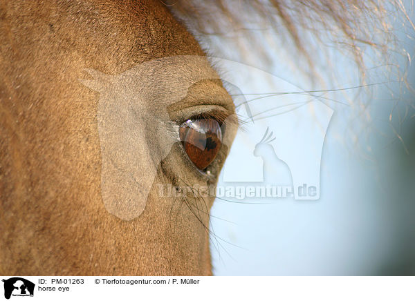 Pferdeauge / horse eye / PM-01263