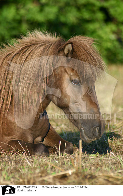 ruhendes Shetlandpony / dozing shetty / PM-01267