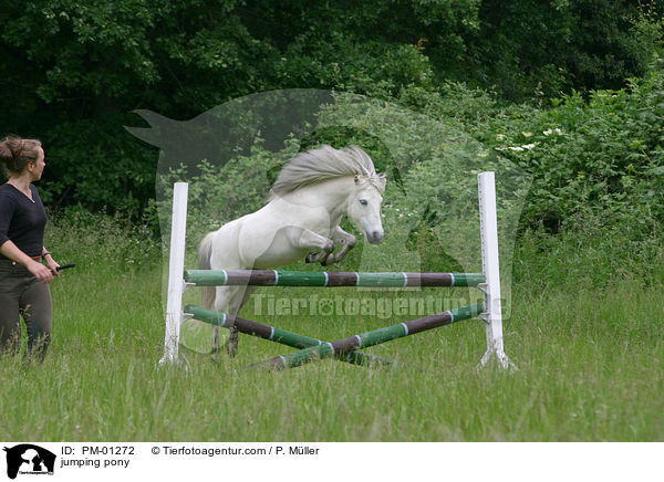 Pony beim Freisprung / jumping pony / PM-01272