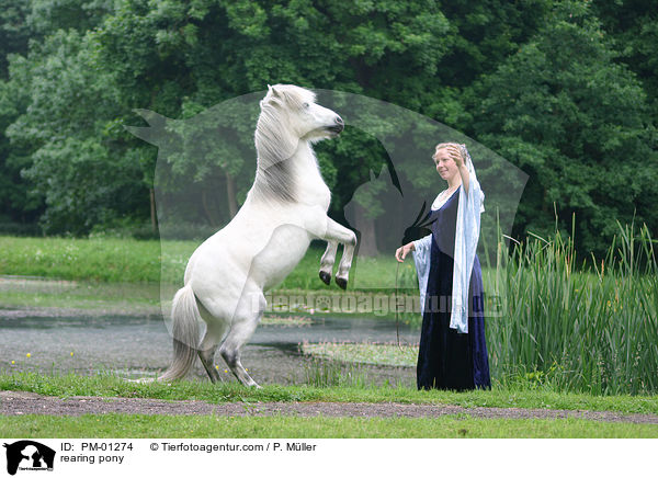 Frau mit steigendem Pony / rearing pony / PM-01274