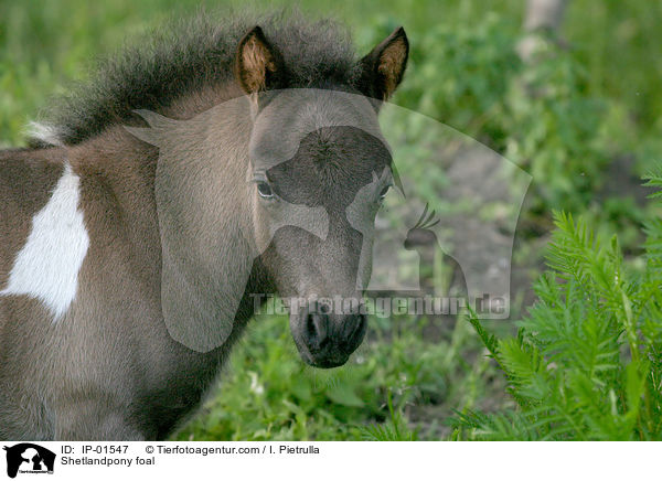 Shetlandpony Fohlen / Shetlandpony foal / IP-01547