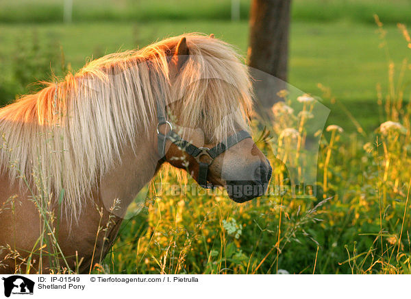Shetlandpony / Shetland Pony / IP-01549