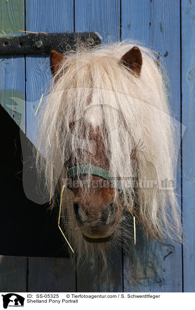 Shetland Pony Portrait / Shetland Pony Portrait / SS-05325