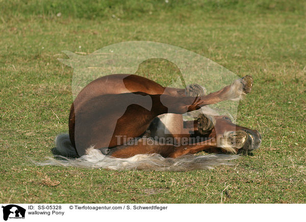 wlzendes Pony / wallowing Pony / SS-05328