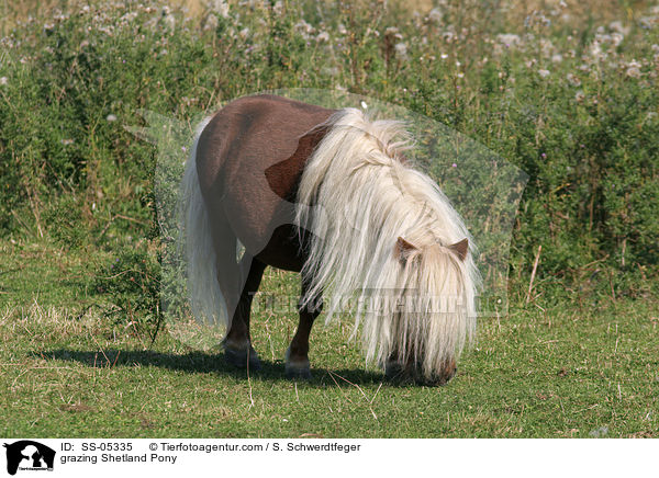 grasendes Shetland Pony / grazing Shetland Pony / SS-05335