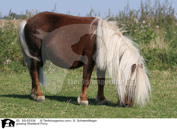 grasendes Shetland Pony / grazing Shetland Pony / SS-05336