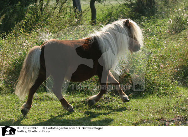 trabendes Shetland Pony / trotting Shetland Pony / SS-05337