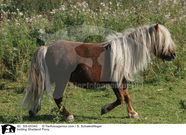 trotting Shetland Pony / SS-05340