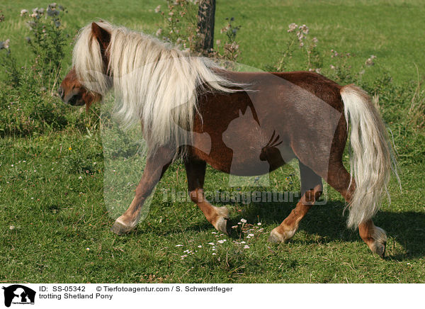 trabendes Shetland Pony / trotting Shetland Pony / SS-05342