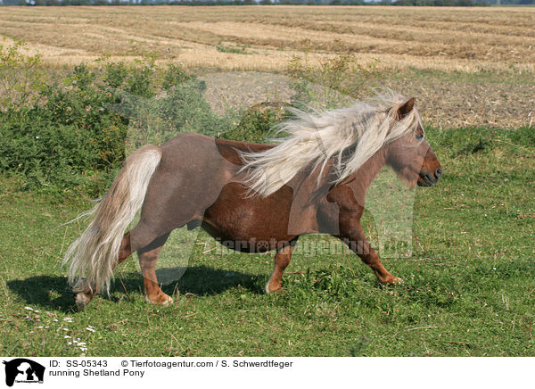 galoppierendes Shetland Pony / running Shetland Pony / SS-05343