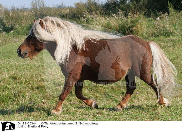 trabendes Shetland Pony / trotting Shetland Pony / SS-05344
