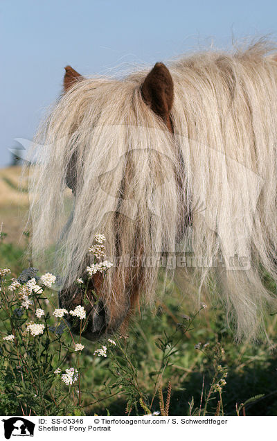 Shetland Pony Portrait / Shetland Pony Portrait / SS-05346