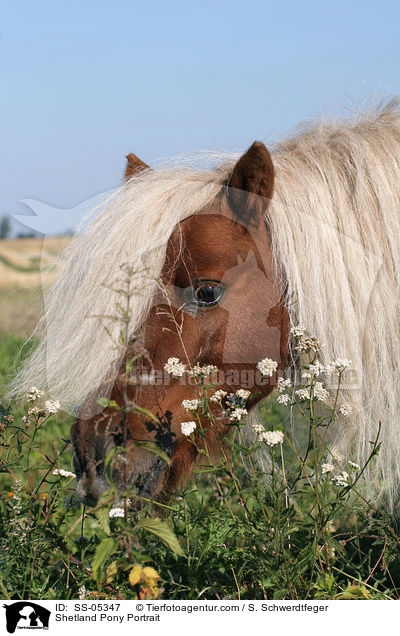 Shetland Pony Portrait / SS-05347