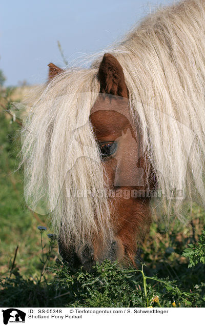 Shetland Pony Portrait / SS-05348