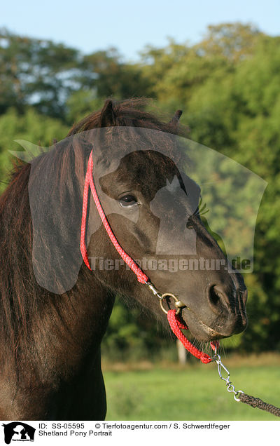 Shetland Pony Portrait / SS-05595
