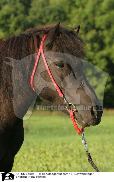 Shetland Pony Portrait / SS-05596