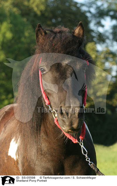 Shetland Pony Portrait / Shetland Pony Portrait / SS-05598