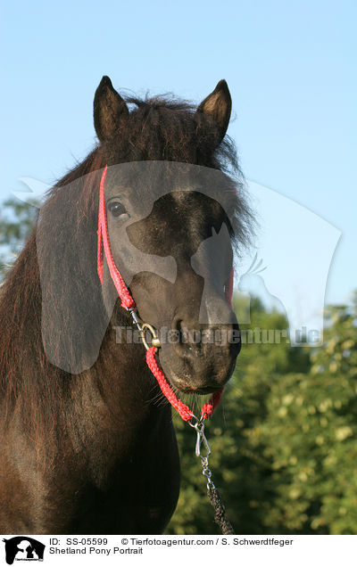 Shetland Pony Portrait / Shetland Pony Portrait / SS-05599