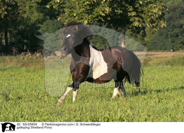 galoppierendes Shetland Pony / galloping Shetland Pony / SS-05609