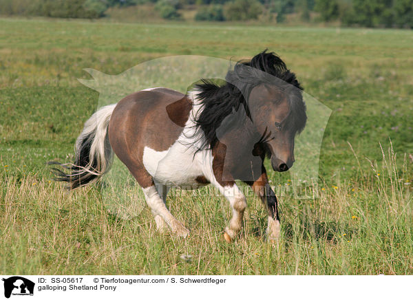 galoppierendes Shetland Pony / galloping Shetland Pony / SS-05617
