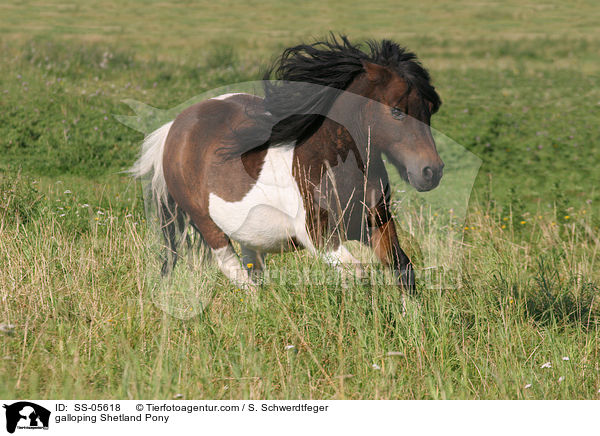 galoppierendes Shetland Pony / galloping Shetland Pony / SS-05618