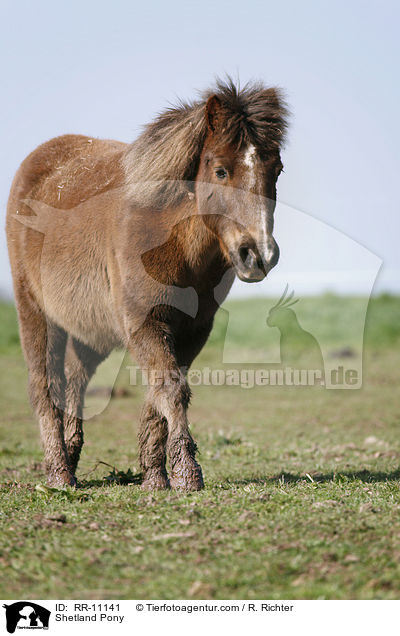 Shetland Pony / Shetland Pony / RR-11141