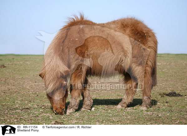 Shetland Pony / Shetland Pony / RR-11154