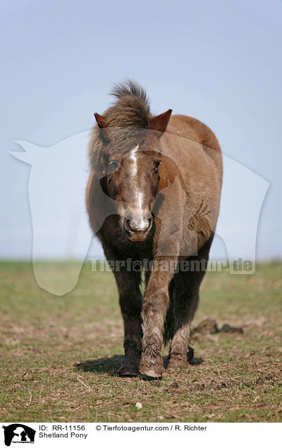 Shetland Pony / Shetland Pony / RR-11156