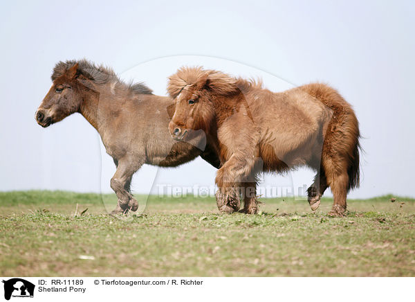 Shetland Pony / Shetland Pony / RR-11189