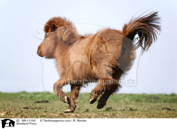 Shetland Pony / Shetland Pony / RR-11190