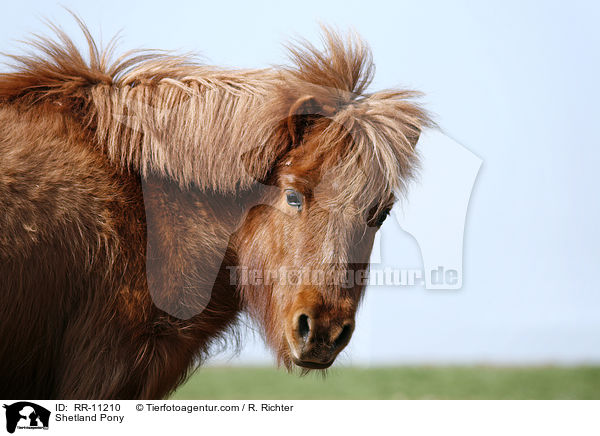 Shetland Pony / Shetland Pony / RR-11210