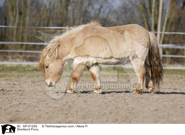 Shetland Pony / Shetland Pony / AP-01250