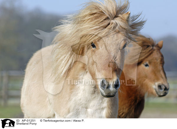 Shetland Pony / Shetland Pony / AP-01251