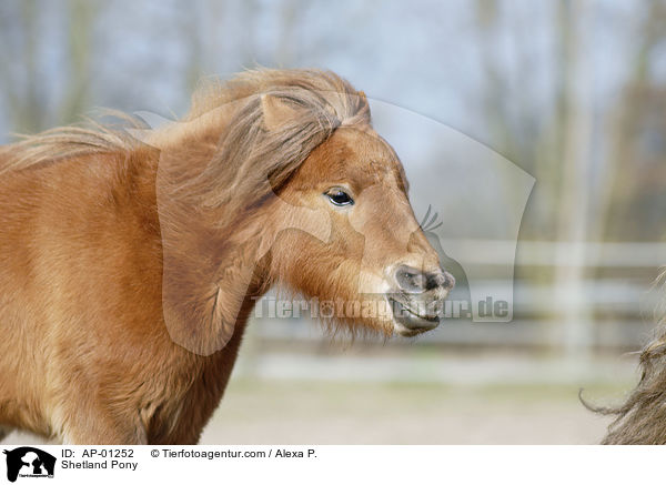 Shetland Pony / Shetland Pony / AP-01252