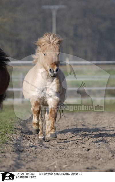 Shetland Pony / Shetland Pony / AP-01253